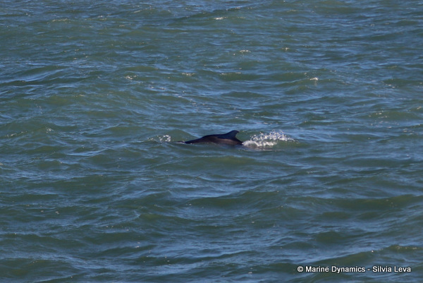 Humpback dolphin, South Africa